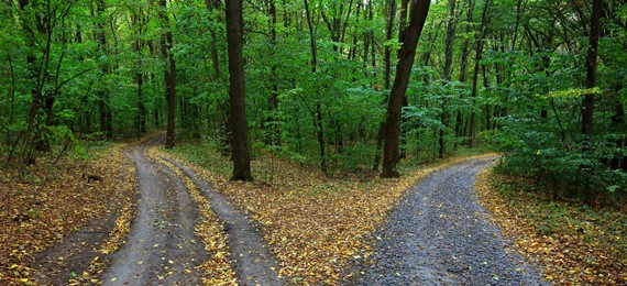 Woodland path splitting into two.