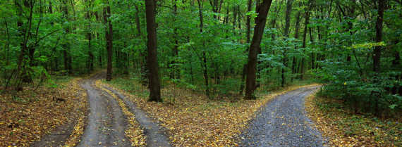 Image of woodland path splitting in two